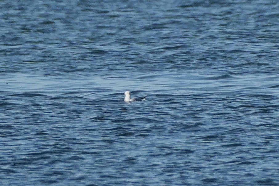 Bonaparte's Gull - ML645081438