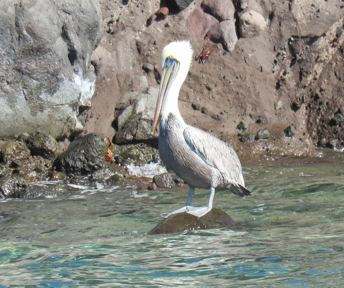 Brown Pelican - ML645081442