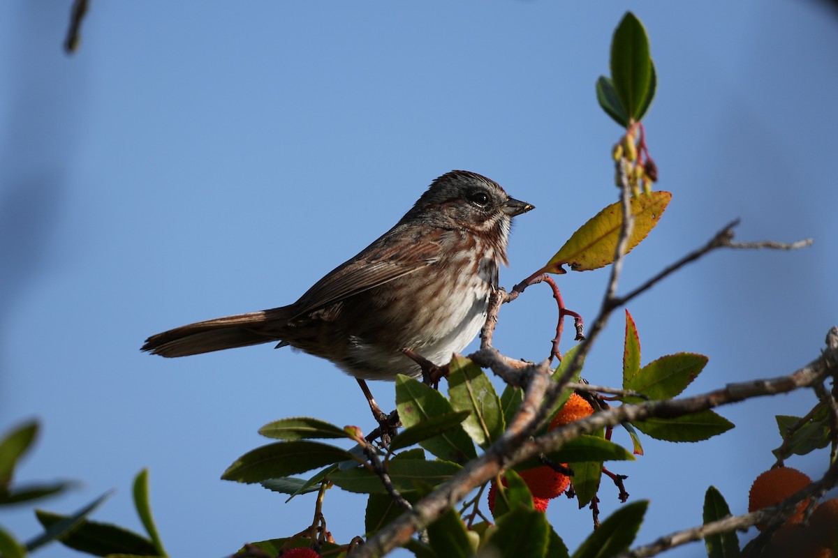 Song Sparrow - ML645081443