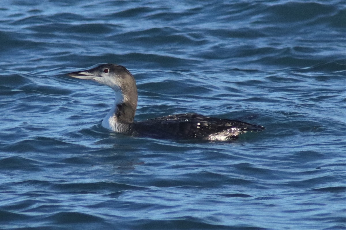 Common Loon - ML645081448
