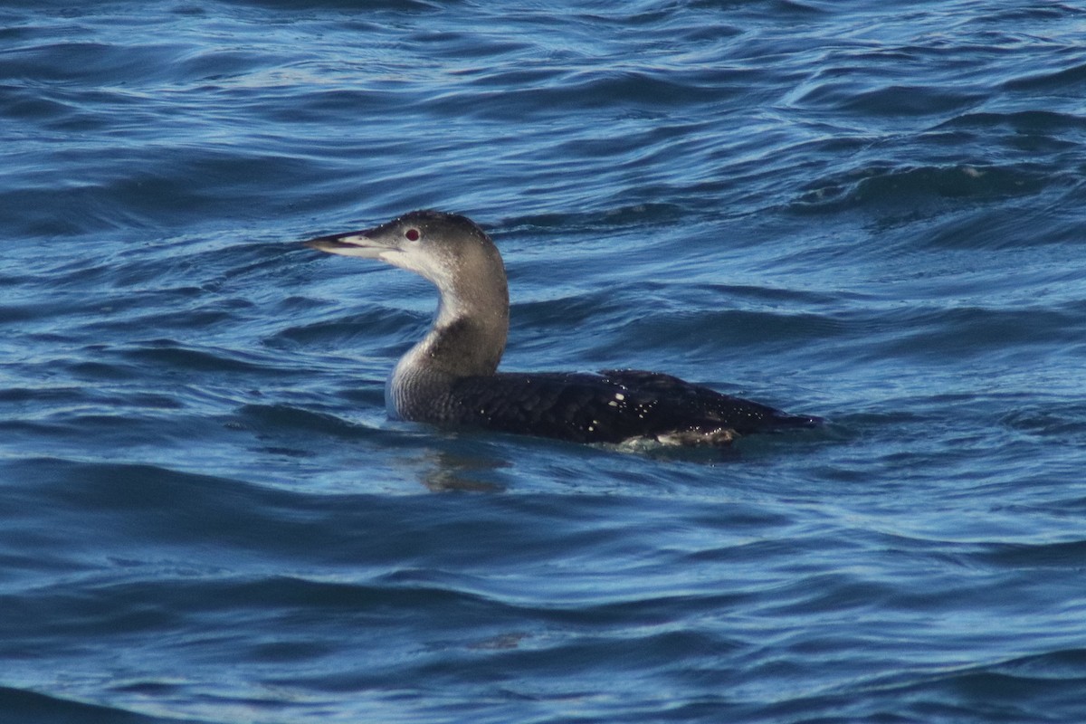Common Loon - ML645081449