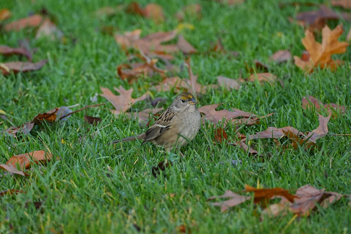 Golden-crowned Sparrow - ML645081453