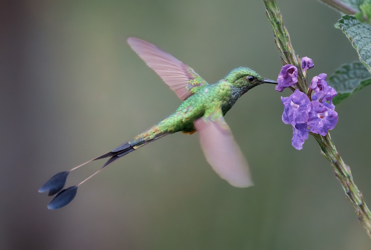 Peruvian Racket-tail - ML645081455