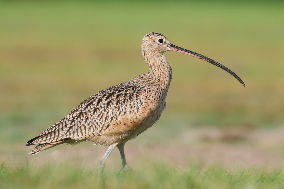 Long-billed Curlew - ML645081459