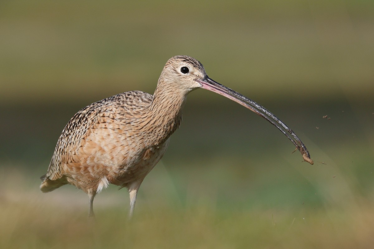 Long-billed Curlew - ML645081460