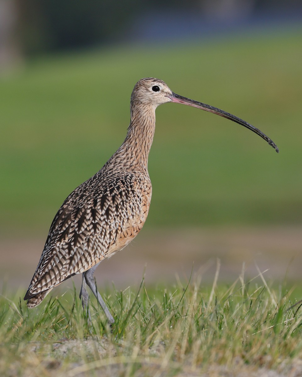 Long-billed Curlew - ML645081461