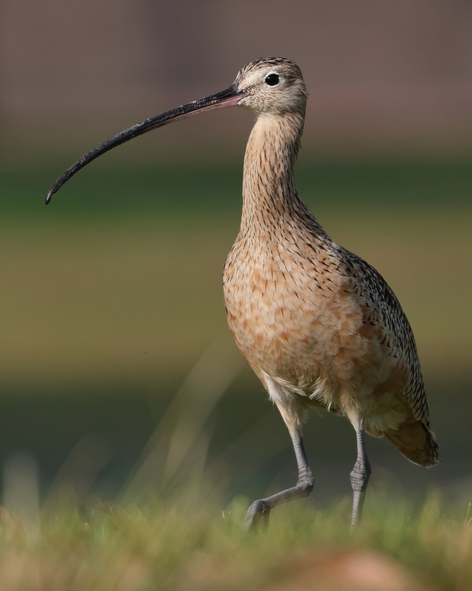 Long-billed Curlew - ML645081462