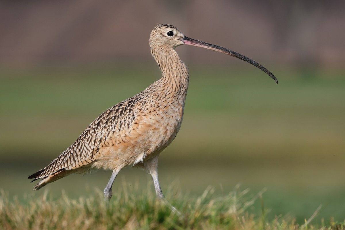 Long-billed Curlew - ML645081463