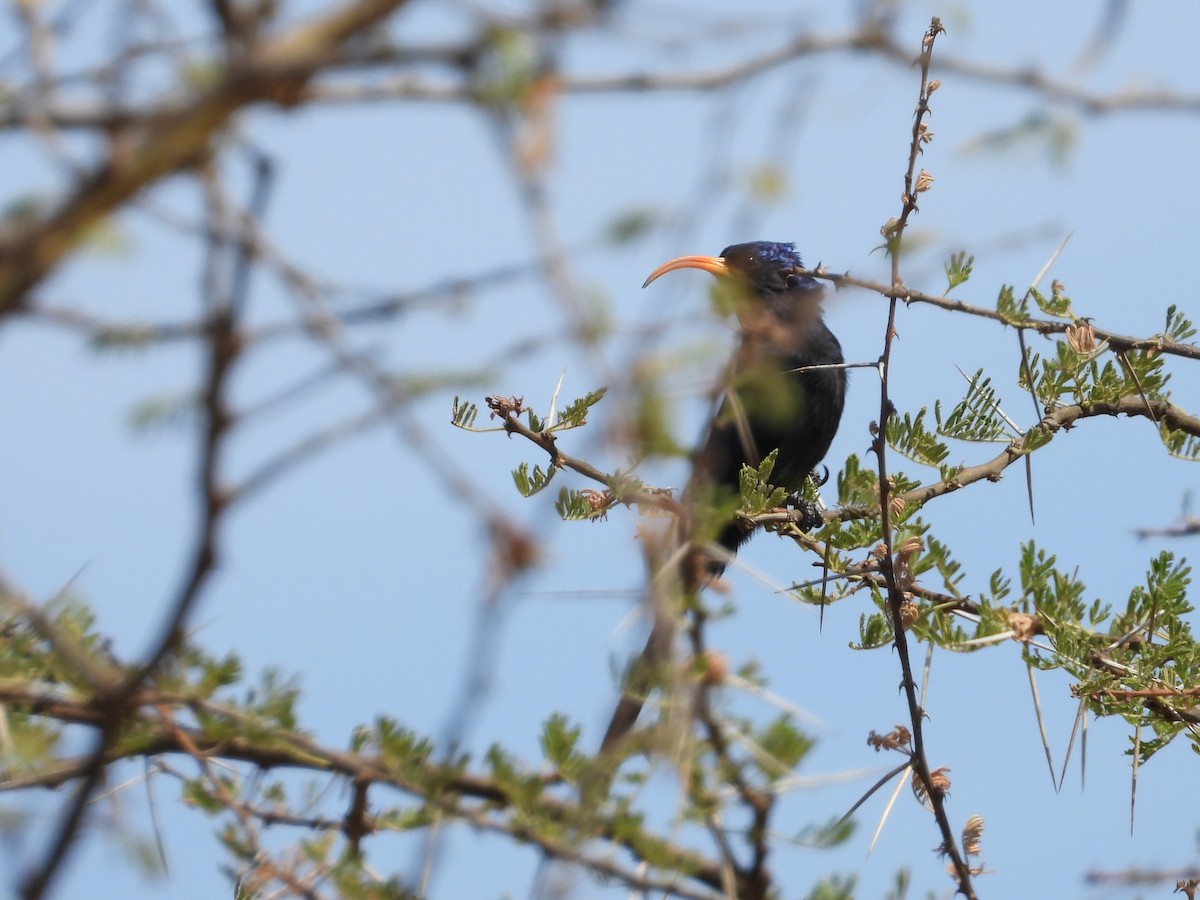Abyssinian Scimitarbill - ML645081478