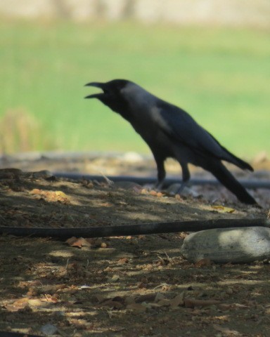 House Crow - ML645081486