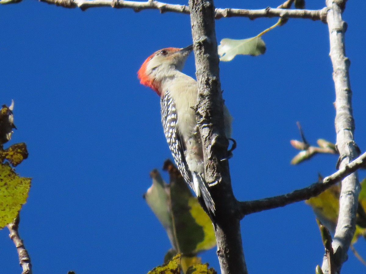 Red-bellied Woodpecker - ML645081492