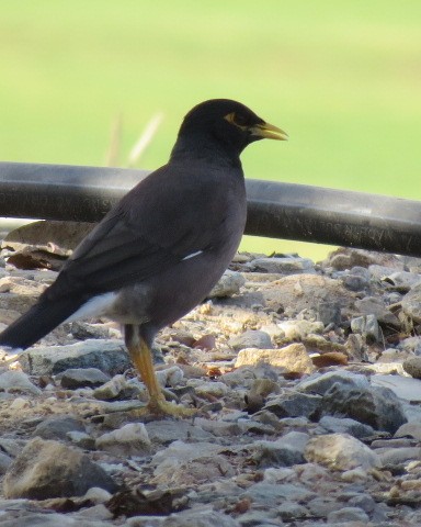 Common Myna - ML645081520
