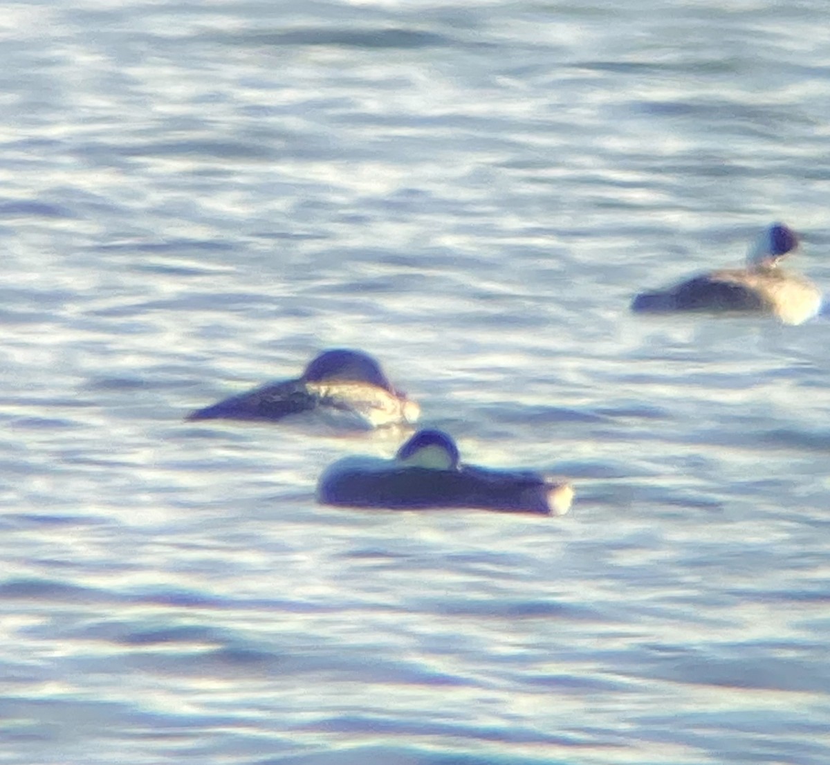 Red-throated Loon - ML645081523