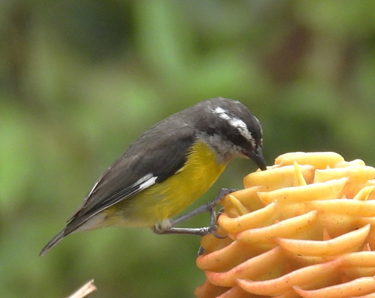 Sucrier à ventre jaune - ML645081527