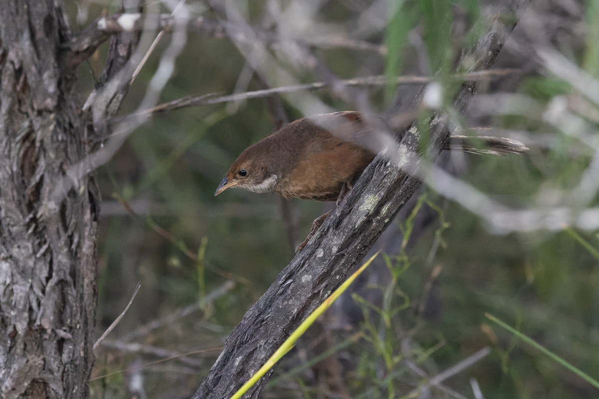 Noisy Scrub-bird - ML645081533