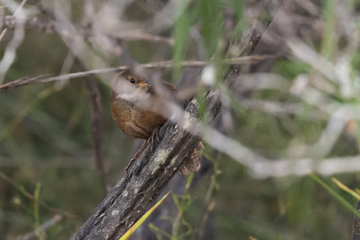 Noisy Scrub-bird - ML645081534