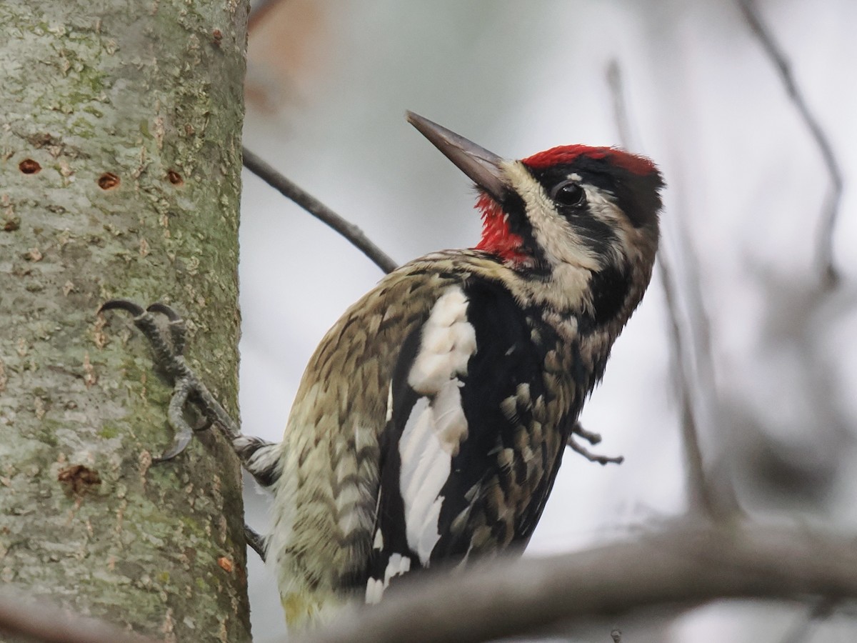 Yellow-bellied Sapsucker - ML645081537
