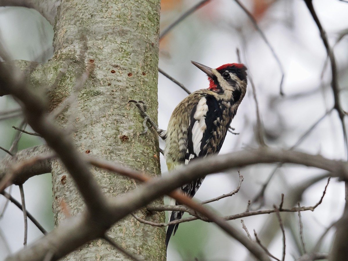 Yellow-bellied Sapsucker - ML645081538