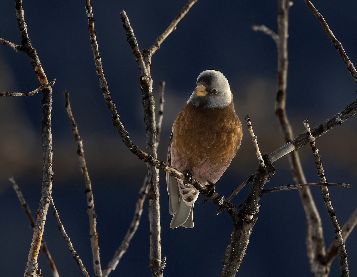 Gray-crowned Rosy-Finch - ML645081575