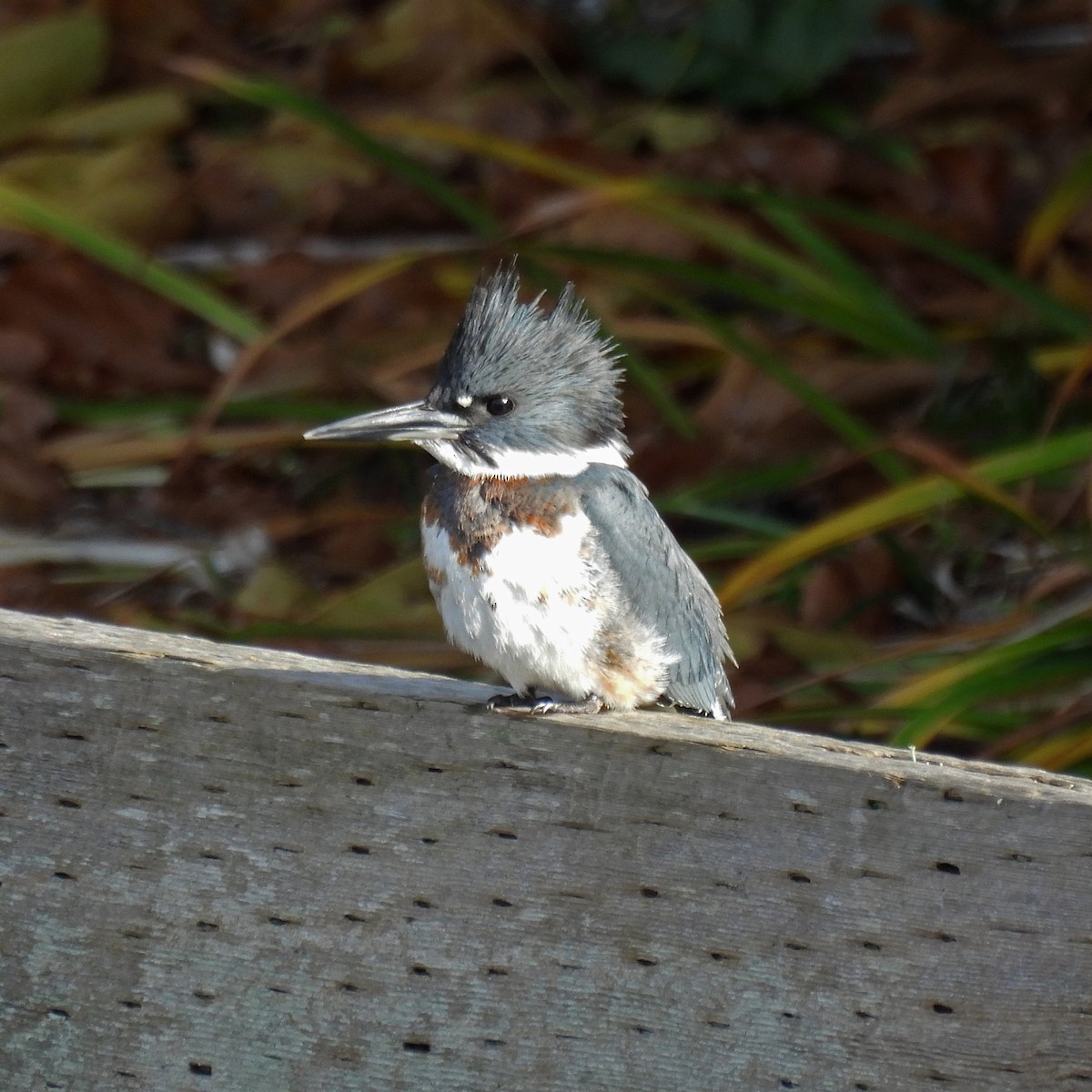 Опоясанный зимородок - ML645081597