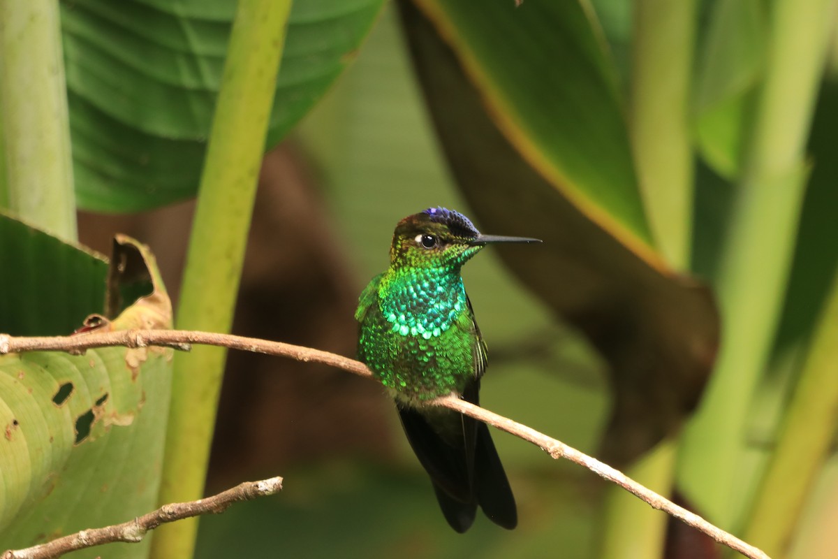 スミレビタイテリハチドリ - ML645081598