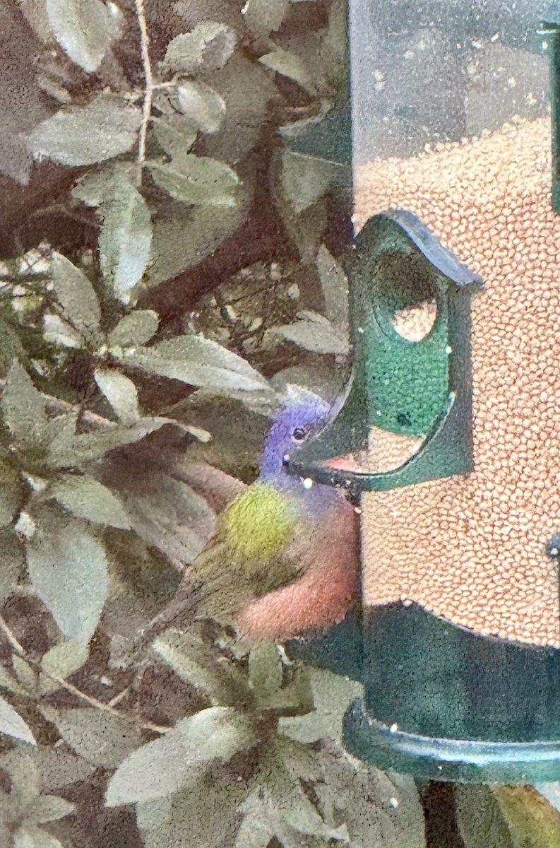 Painted Bunting - ML645081616