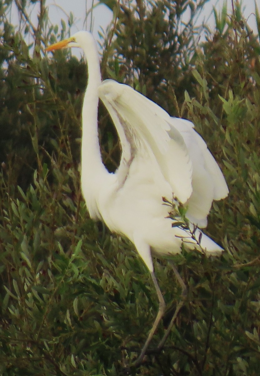 Great Egret - ML645081619