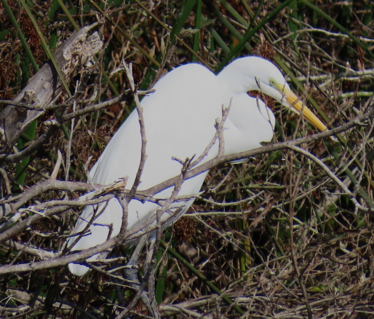 Great Egret - ML645081620