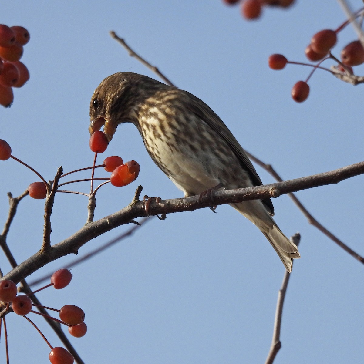 Purple Finch - ML645081621