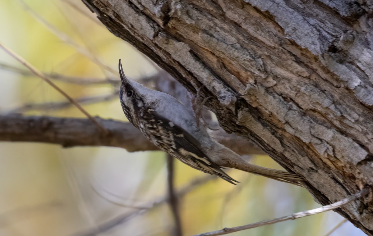 Brown Creeper - ML645081622