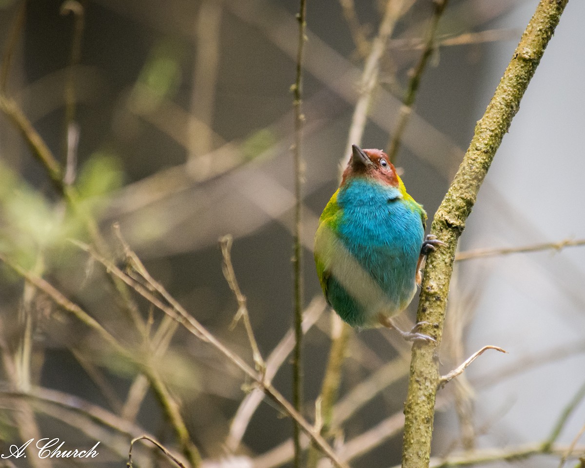 Рыжеголовая танагра - ML645081660