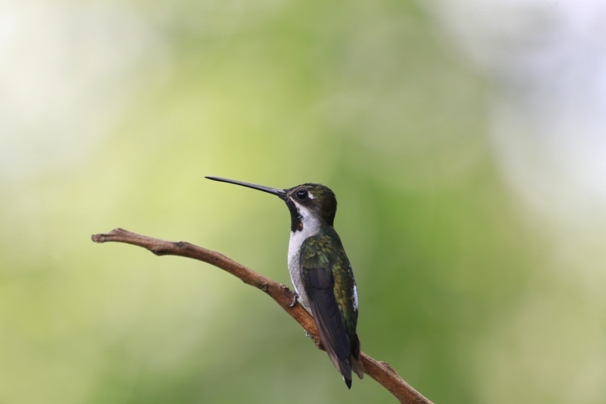 ハシナガハチドリ - ML645081666