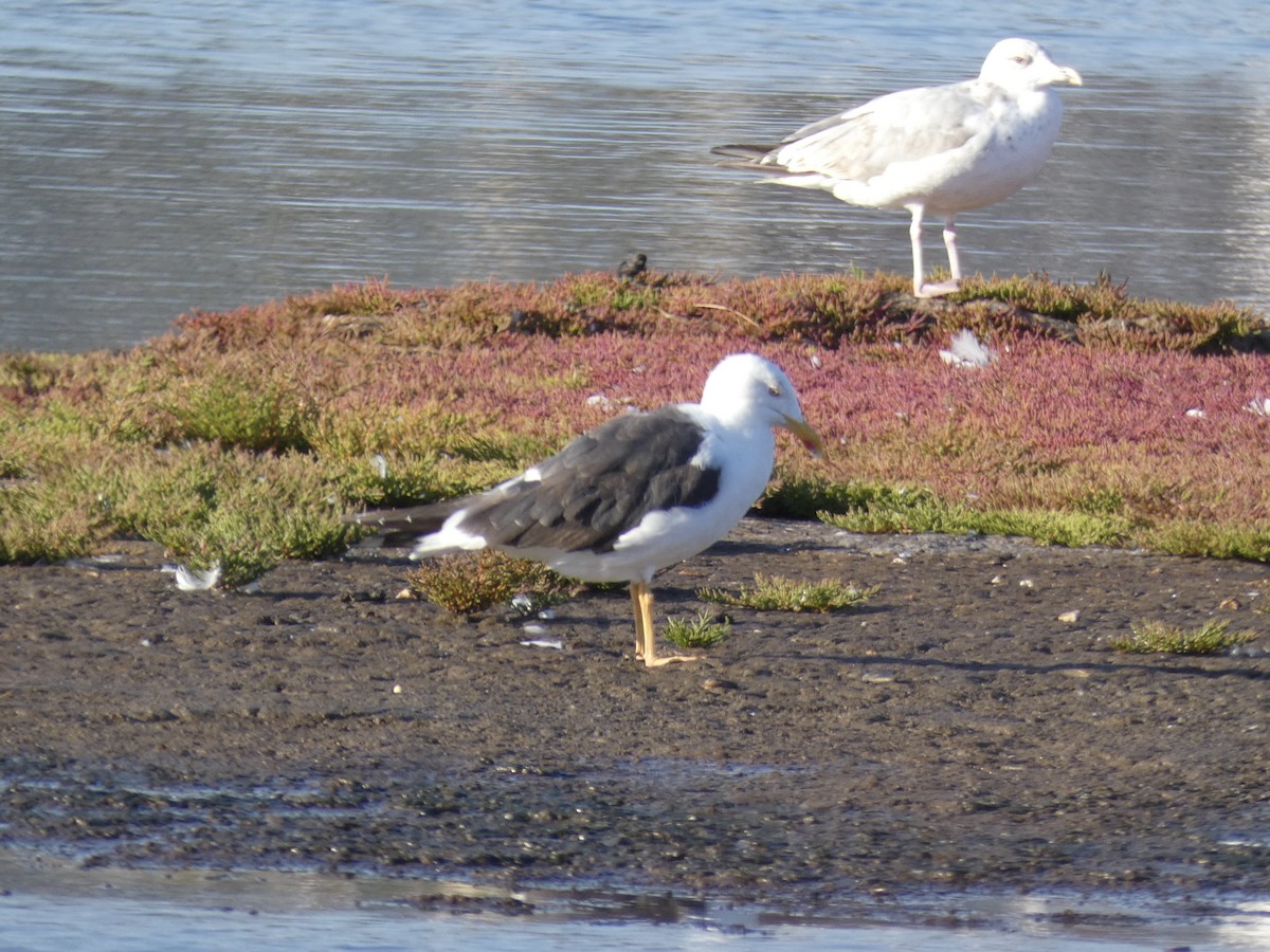 Gaviota Sombría (Occidental) - ML645081709
