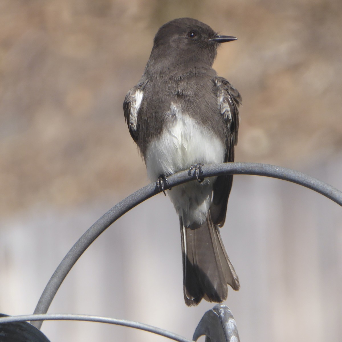 Black Phoebe - ML645081728