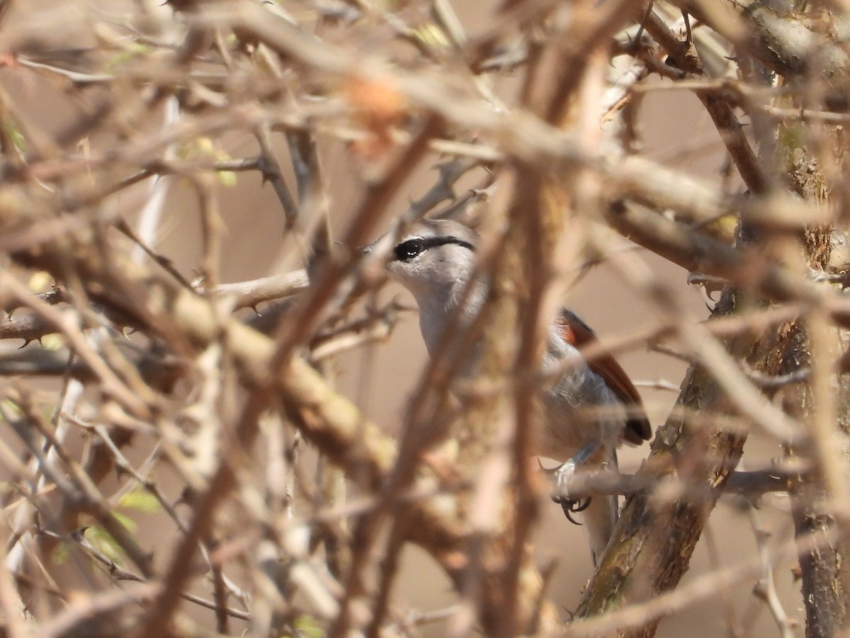 Three-streaked Tchagra - ML645081729