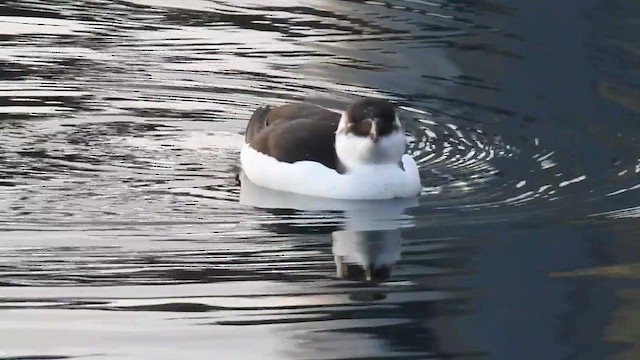 Ustura Gagalı Alk - ML645081730