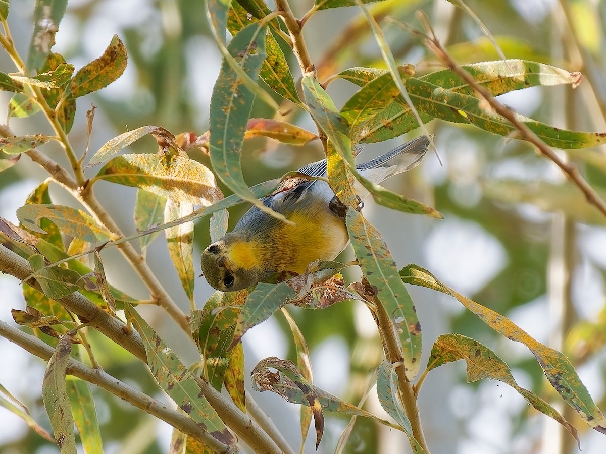 stryparula - ML645081742