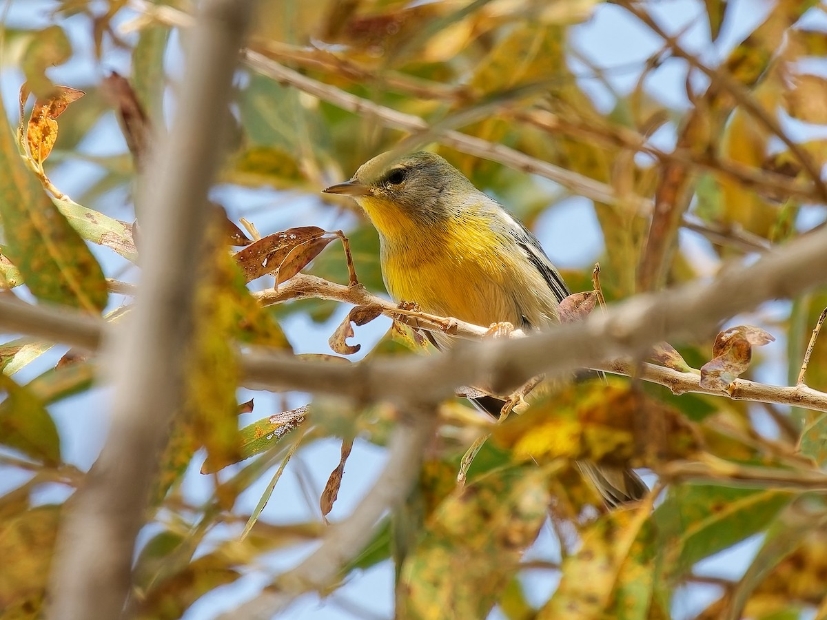 stryparula - ML645081743