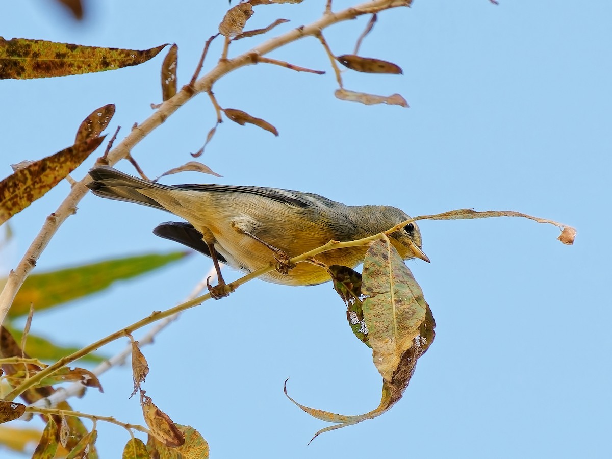 stryparula - ML645081744