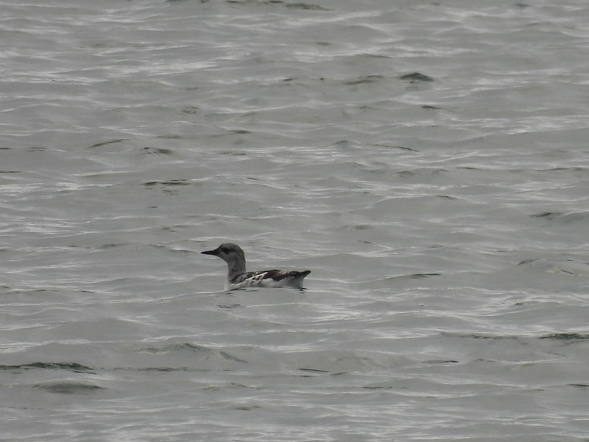 אוריה שחורה - ML645081761