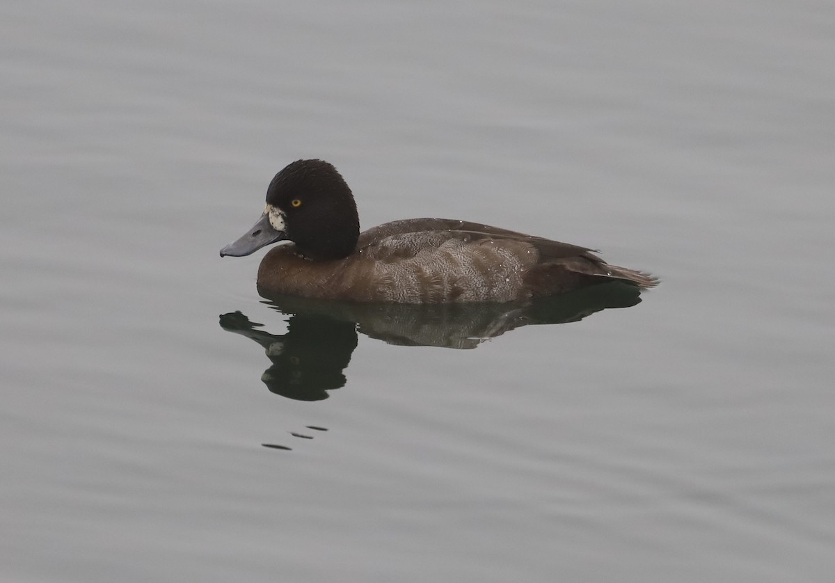 コスズガモ - ML645081767