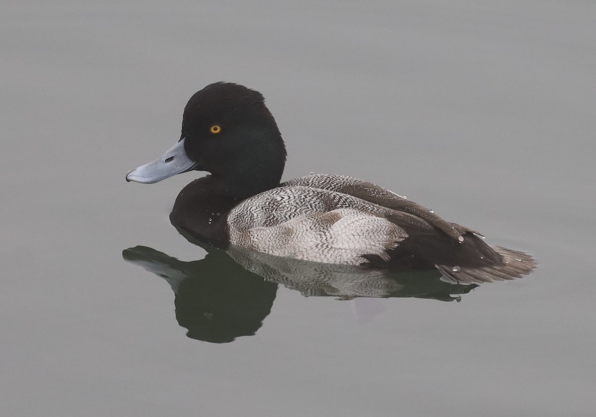 コスズガモ - ML645081768