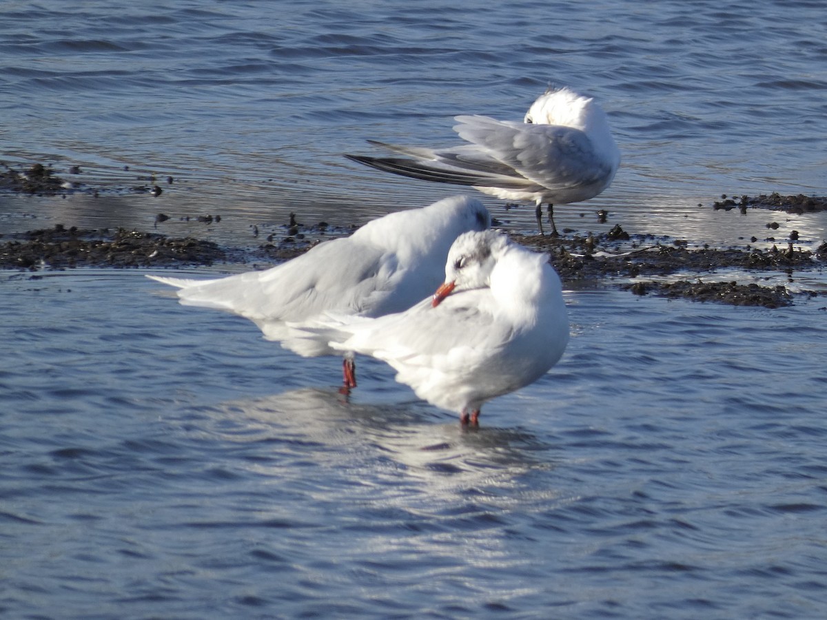 Mediterranean Gull - ML645081777