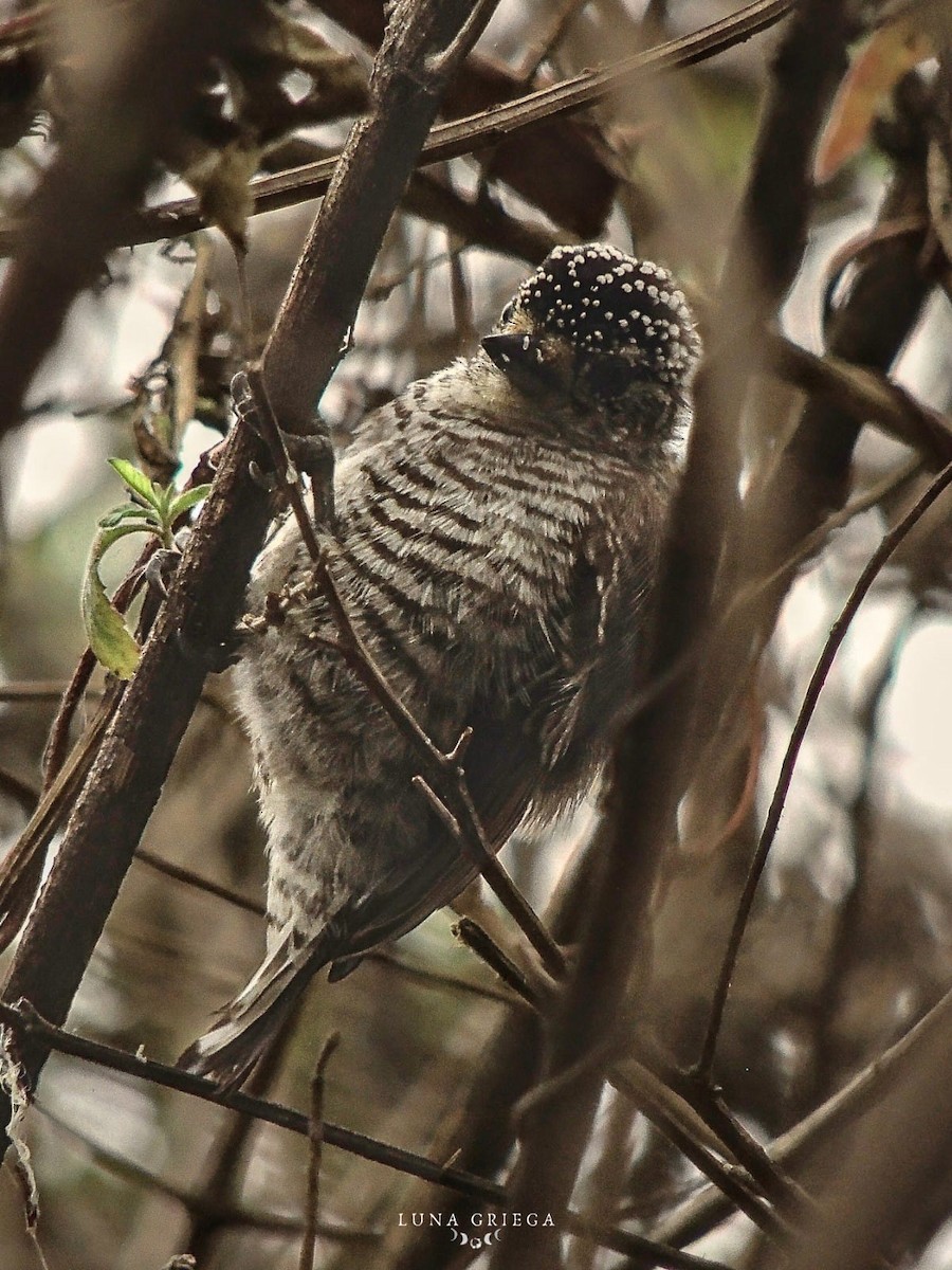 Carpinterito Variable - ML645081782