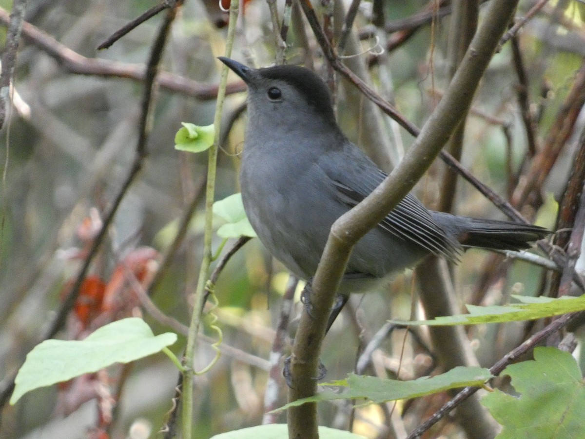 Gray Catbird - ML645081814