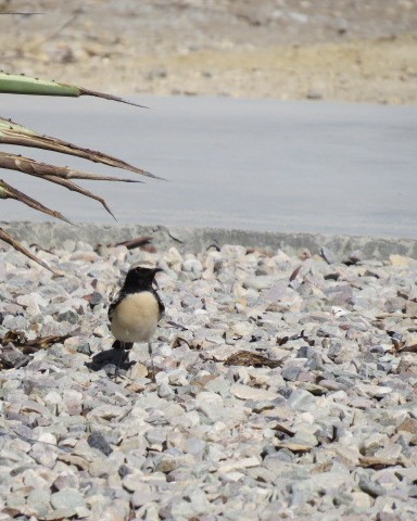 Pied Wheatear - ML645081817