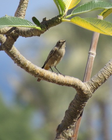 Pied Wheatear - ML645081819