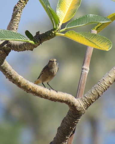 Pied Wheatear - ML645081820