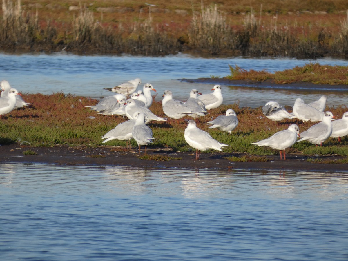 Mediterranean Gull - ML645081821