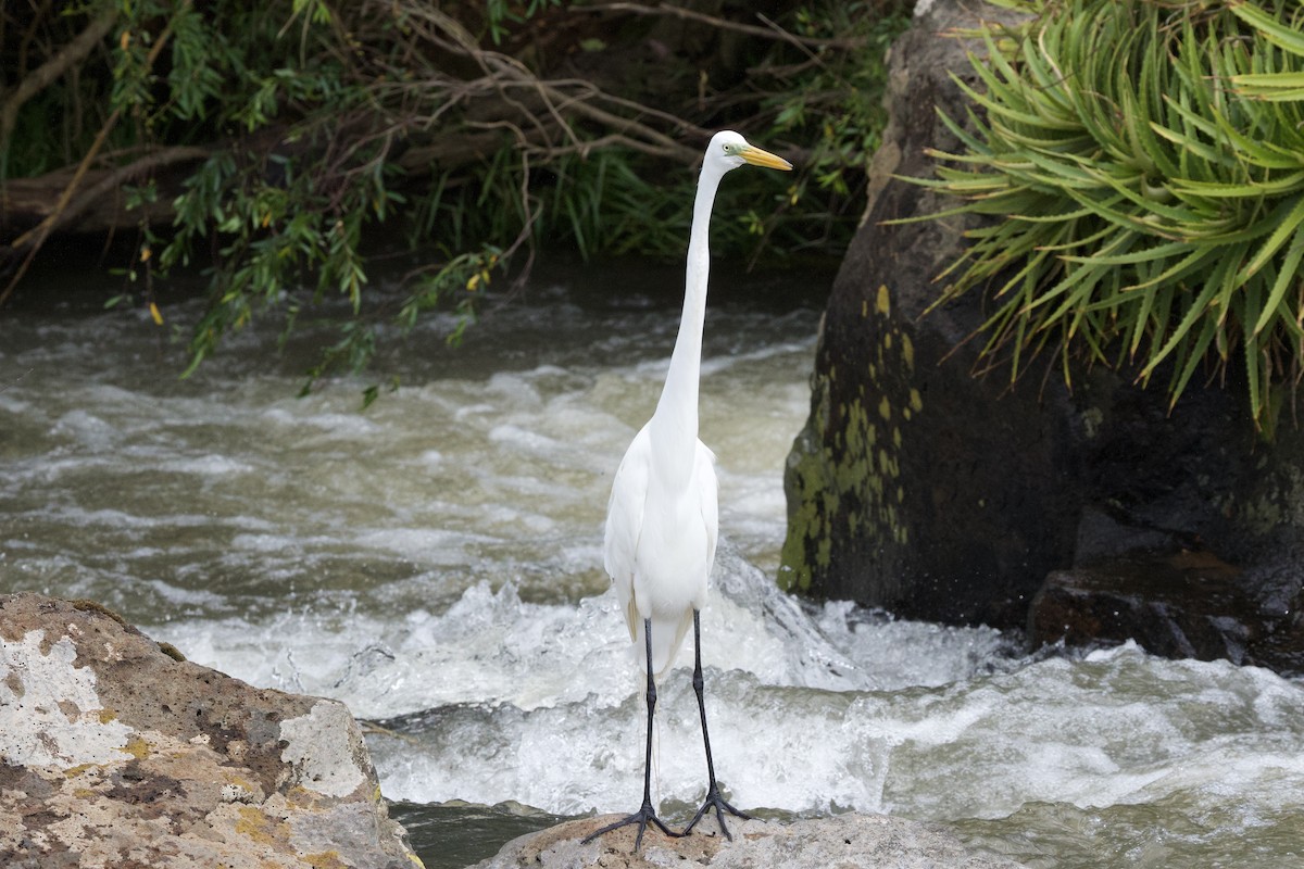 Great Egret - ML645081828